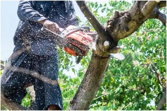 tree services Colleyville